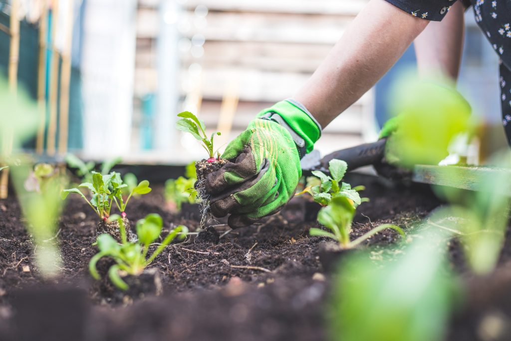 How to create an urban vegetable garden on your balcony